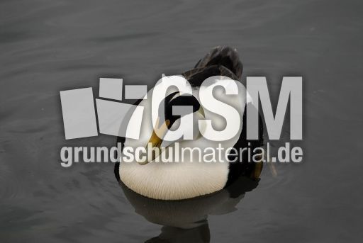 Eiderente (8 von 12).jpg